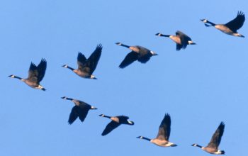 Lessons From Geese Revisited – honk honk